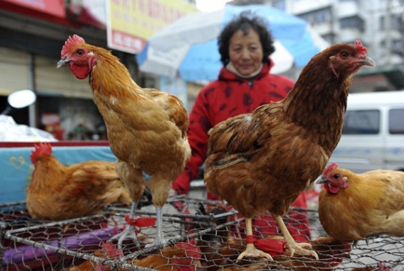 A vendor waits for customers near chicken cages at a market in Fuyang city, in central China's Anhui province, Sunday, March 31, 2013. Two Shanghai men have died from a lesser-known type of bird flu in the first known human deaths from the strain. 