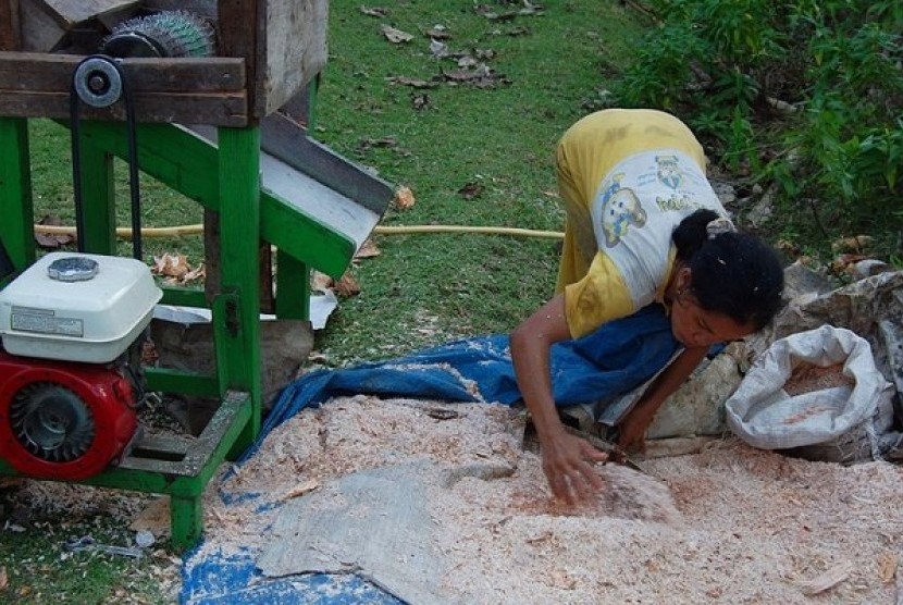 A woman dries crushed pith of sago palm (Metroxylon sagu)