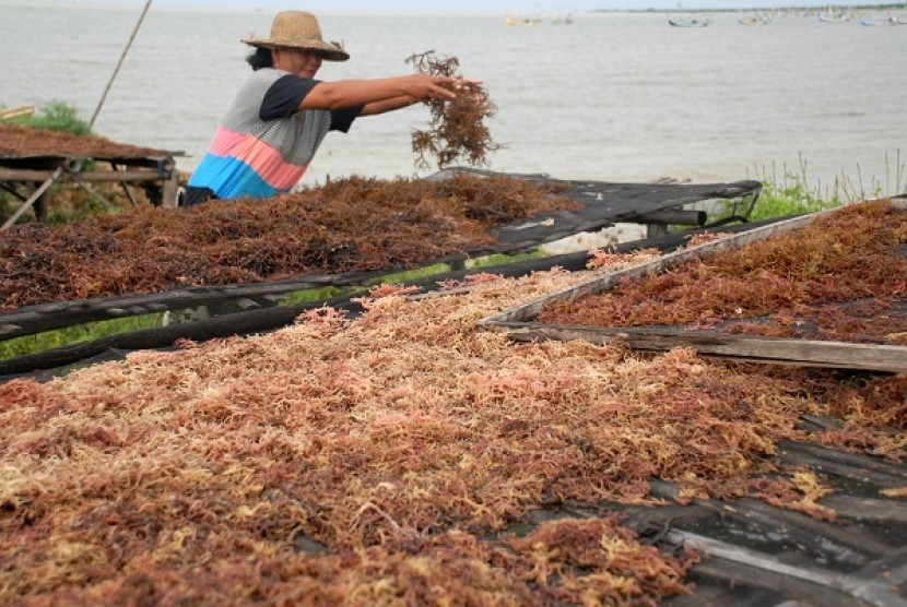 A woman dries seaweed in Pamekasan, East Java. (illustration)