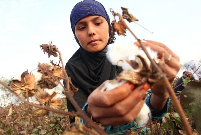 A woman harvests cotton in a field near the village of Yakhak, some 120 km (75 miles) south of the capital Dushanbe, October 10, 2013. Picture taken October 10, 2013. REUTERS/Nozim Kalandarov