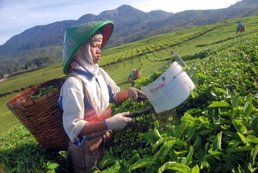 A woman works at a tea plantation in Solok, West Sumatra. (illustration)  