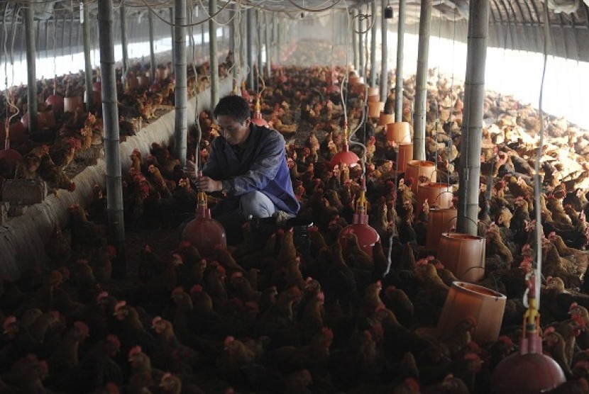 A worker adjusts a water dispensing device at a chicken farm in Changfeng county, Anhui province, April 14, 2013. 