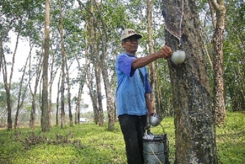 A worker collect latex from a rubber tree. (illustration)  