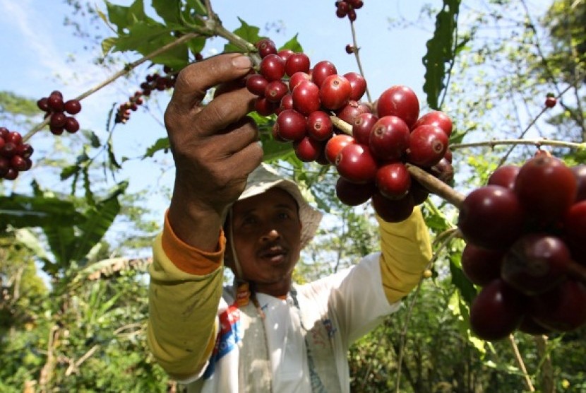 A worker harvest coffee beans in South Sulawesi, recently. (illustration)  