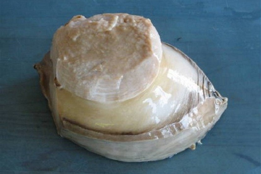 Abalone biasa diolah menjadi angsio untuk disajikan saat Imlek.