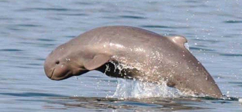 According to Red Data list, Irrawady Dolphin or Orcaella brevirostris now is considered vulnerable (illustration). 