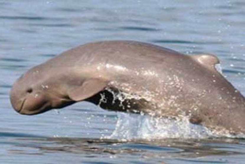 According to Red Data list, Irrawady Dolphin or Orcaella brevirostris now is considered vulnerable (illustration). 