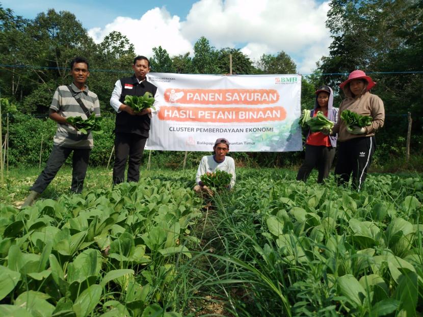 Achmad Syharil, petani binaan BMH di Balikpapan Utara, Kalimantan Timur, panen sawi pada Rabu (3/8/2022).