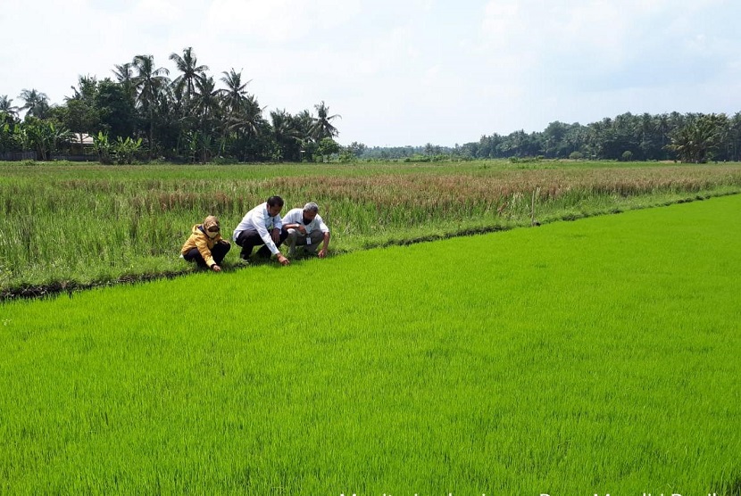  Adanya pandemi covid 19 tidak sedikitpun menyurutkan semangat Pengawas Benih Tanaman (PBT) dalam menjalankan rutinitas tugas ke lapangan. Seperti halnya dalam rangka Pengawasan dan Peredaran Benih, Provinsi Sumatra Selatan melakukan pengecekan mutu benih bantuan pemerintah untuk memastikan jaminan benih yang bermutu.