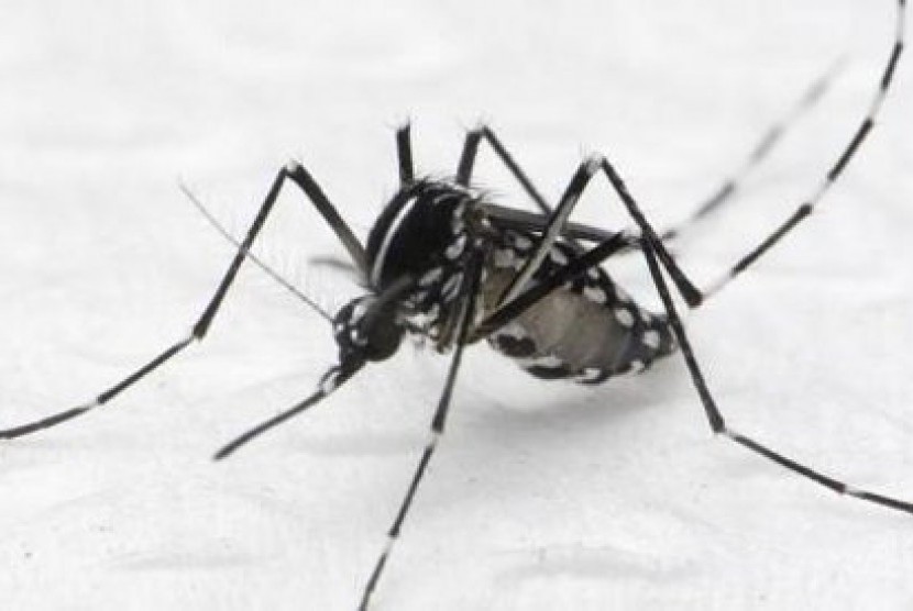 Aedes albopictus, nyamuk yang diyakini menyebarkan wabah chikungunya