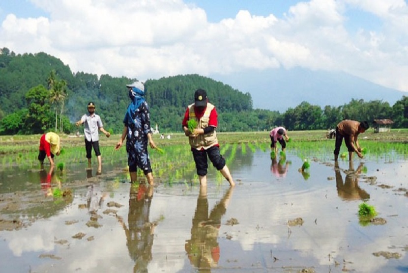 Agam menggelar Gerakan Serentak Semai Tanam dan Panen (Gertak Setapa) ditandai penanaman padi varietas PB-42 di Nagari Tiku Selatan, Kecamatan Tanjung Mutiara, belum lama ini.
