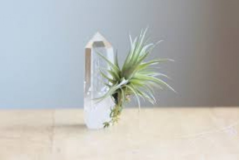 Air Plant (ilustrasi)