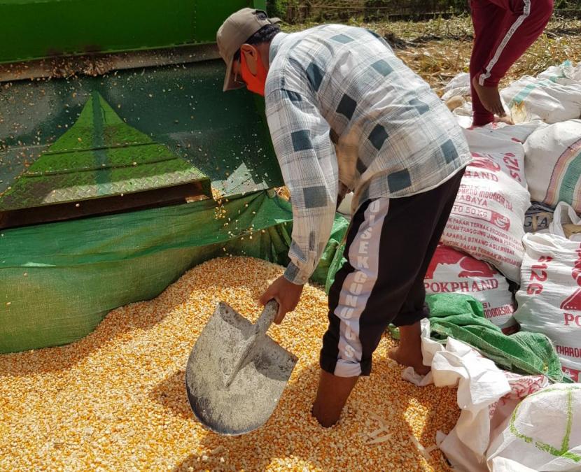 Akademisi Institut Pertanian Bogor (IPB) Prima Gandhi turut angkat bicara menyoal polemik yang dibuat peternak Blitar baru-baru yang menolak jagung petani dengan alasan kadar air yang tak sesuai padahal itu hanya sebagain kecil dan sudah sesuai kontrak di awal. 