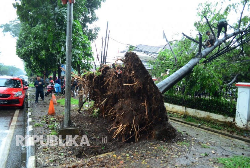 Akibat angin kecang disertai hujan, sebuah pohon tumbang di Bandung Barat, Jawa Barat. (Ilustrasi)