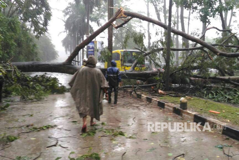 Akibat hujan deras yang disertai angin kencang dan petir menyebabkan Bebeberapa pohon tumbang di sisi Jalan Fly Over UI, Depok, Selasa (2/5).