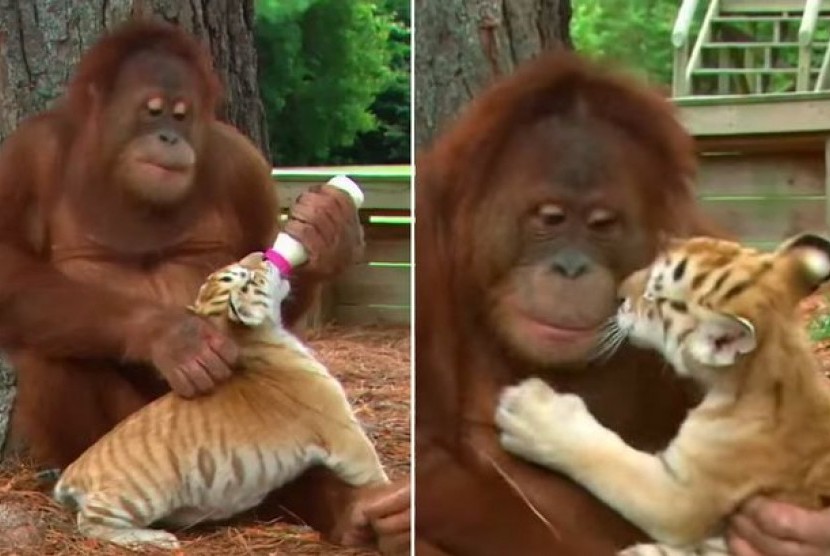 Aksi Orangutan dan anak harimau yang tertangkap kamera