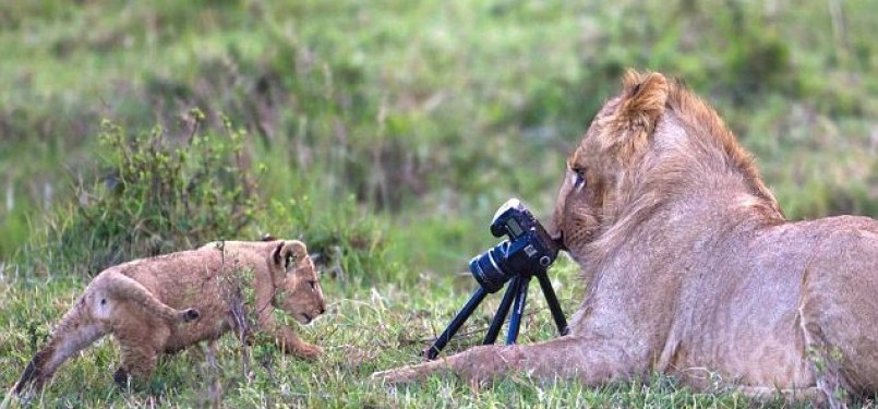 Aksi singa jantan memfoto anak singa. 