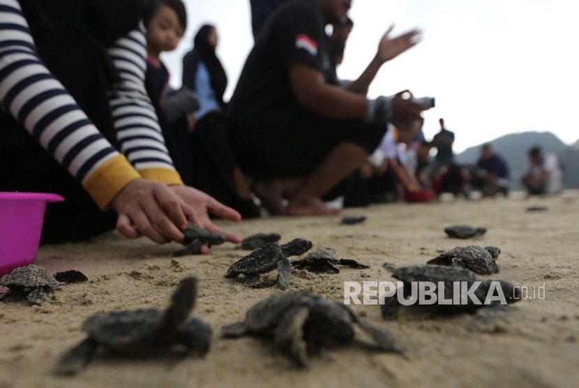 Aktivis lingkungan bersama warga melepas tukik (anak penyu) lekang (Lepidochelys olivacea) hasil penangkaran di pantai Lhoknga, Aceh Besar, Aceh, Kamis (21/3/2019). 