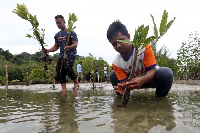 Aktivis lingkungan dan relawan Forum Jurnalis Lingkungan (FJL) Aceh menanam bibit mangrove di hutan ekowisata, Gampong Baroe, Aceh Jaya, Aceh, Sabtu (5/3/2022). Penanaman mangrove di kawasan ekowisata yang memiliki luas sekitar 300 hektere lebih itu untuk menjaga dan mencegah daerah tersebut dari abrasi dan erosi, menjadi daerah penyangga, serta menjadi fungsi biologi dan ekonomis.