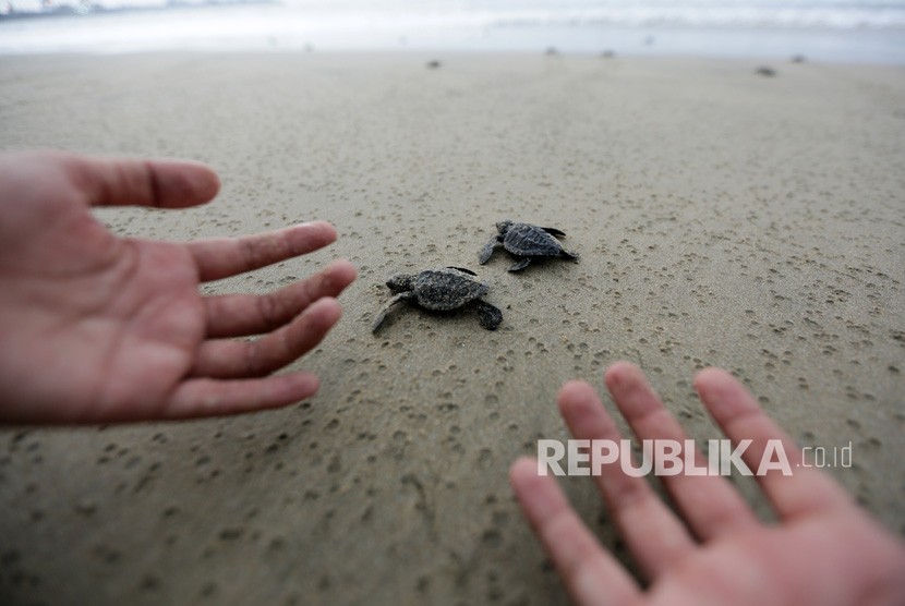 Aktivis lingkungan melepas tukik (anak penyu) lekang (Lepidochelys olivacea) hasil penangkaran.