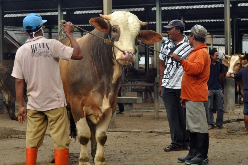 Aktivitas jual beli hewan ternak, ilustrasi. Pemerintah Kabupaten Temanggung, Jawa Tengah, tidak menerima hewan dari luar daerah tanpa dilengkapi dengan surat keterangan kesehatan hewan (SKKH).