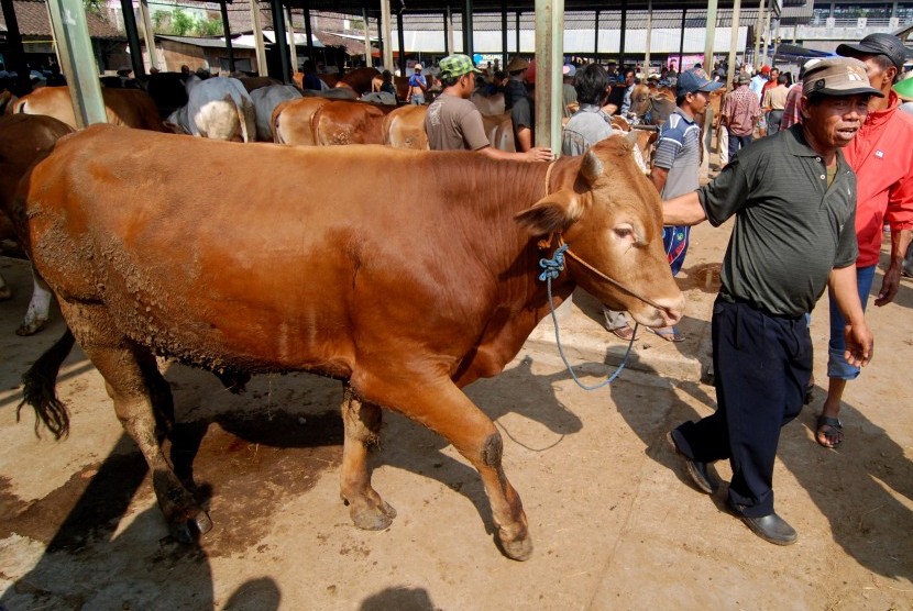 Aktivitas jual beli sapi di Pasar Hewan Pon, Ambarawa, Kabupaten Semarang, Jawa Tengah, Rabu (12/8).