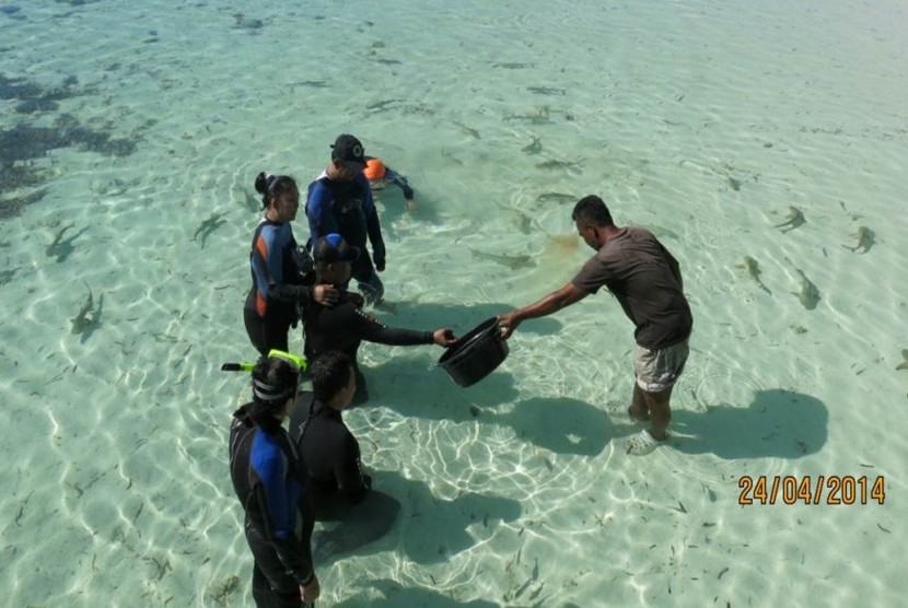 Aktivitas memberi makan anak ikan hiu di perairan laut Taka Bonerate, Pulau Tinabo Besar, Sulawesi Selatan.