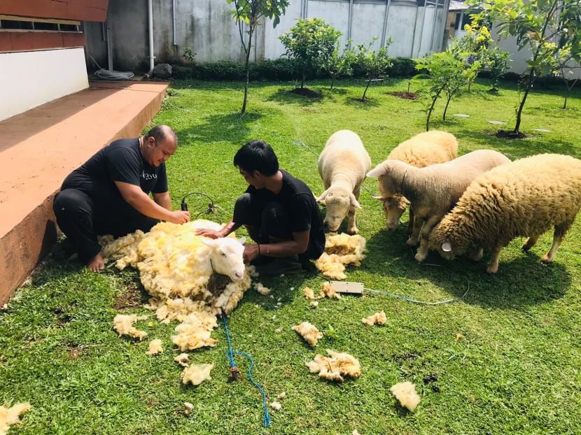 Aktivitas mencukur bulu domba di peternakan Rancamaya Farm, Bogor.