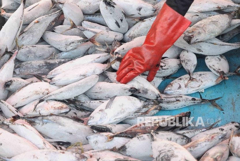 Aktivitas nelayan membongkar muat ikan di Pelabuhan Muara Baru, Jakarta.  (Republika/Agung Supriyanto)