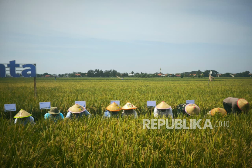 Benih Unggul Dinilai Jadi Kunci Dongkrak Produksi Padi Nasional