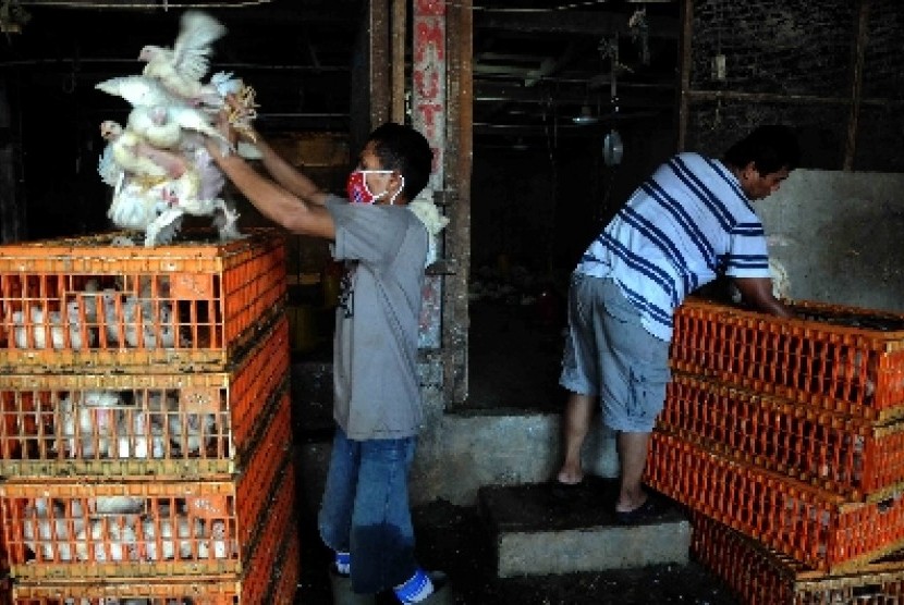 Aktivitas pedagang ayam ras di Pasar Palmerah, Jakarta, Senin (2/11).