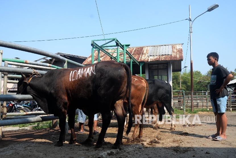 Aktivitas pemotongan sapi kurban di Rumah Pemotongan Hewan (RPH) PD Dharma Jaya, Cakung, Jakarta Timur (ilustrasi).