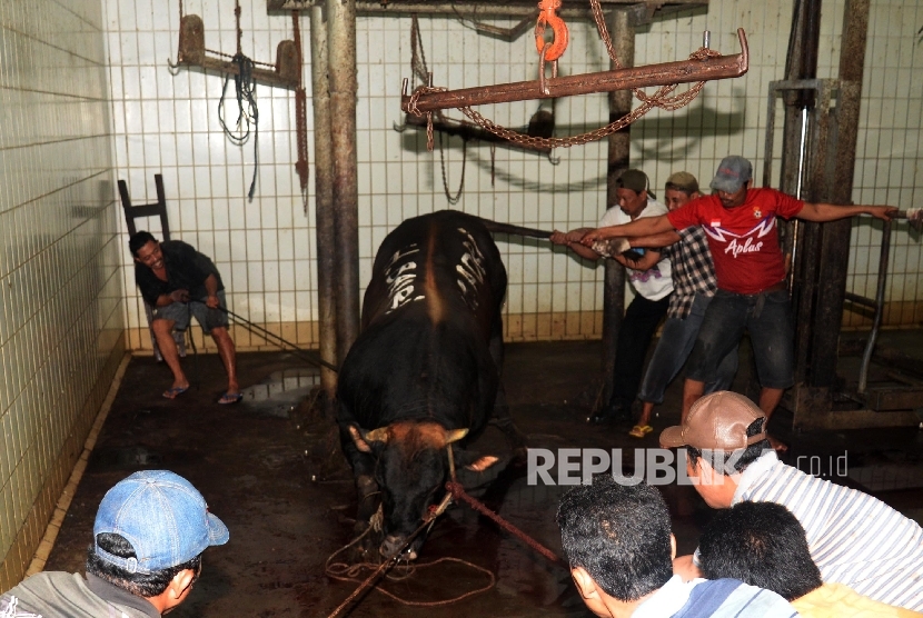 Aktivitas pemotongan sapi kurban di Rumah Pemotongan Hewan (RPH). (Ilustrasi)