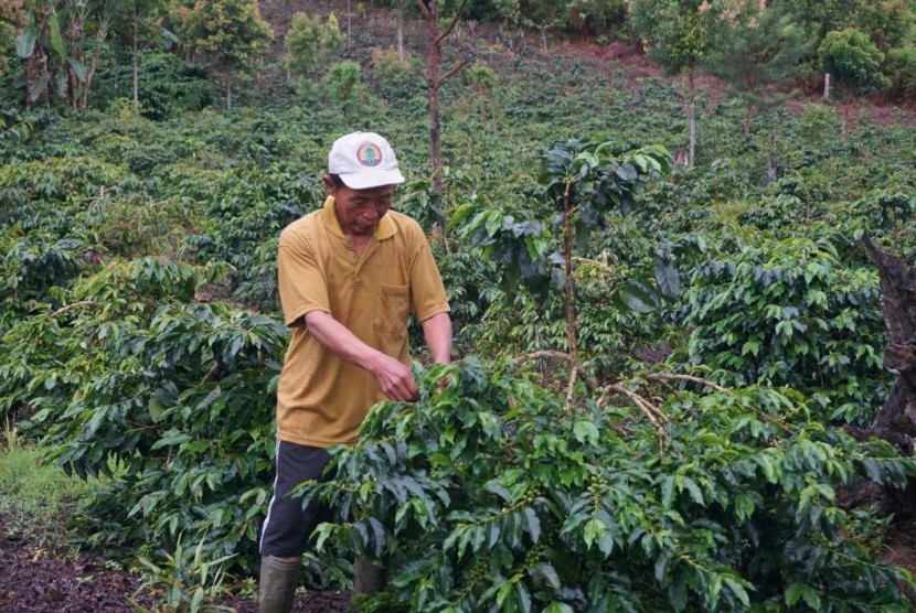 Aktivitas petani kopi di Lembah Kerinci.