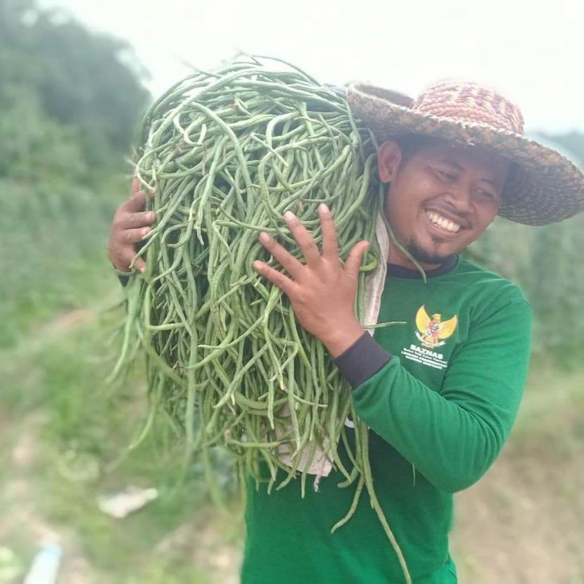 alah seorang petani binaan Lembaga Pemberdayaan Ekonomi Mustahik (LPEM) Baznas, Roni, berhasil memanen 127 kilogram (kg) kacang panjang dalam satu hari.