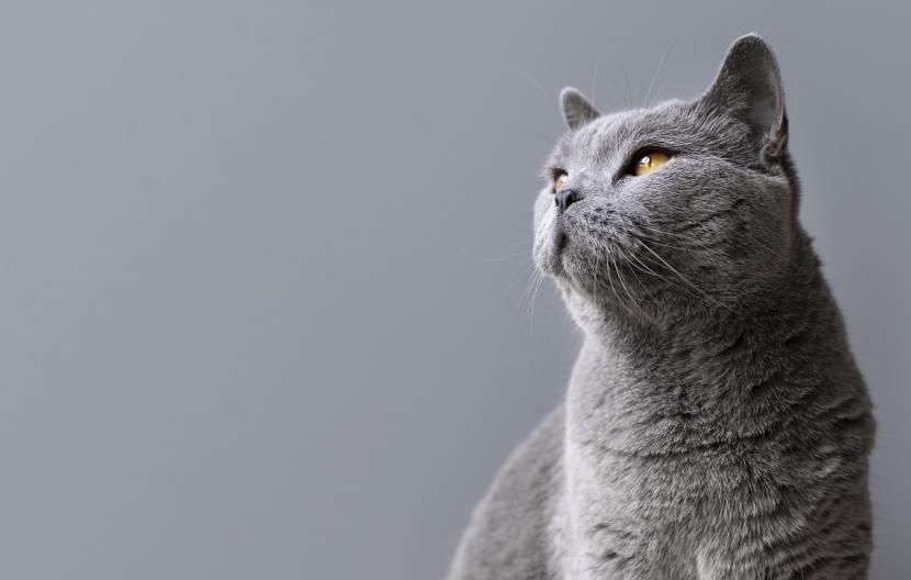Dokter hewan menjelaskan soal ear tip dan fungsi kebiri pada kucing. (ilustrasi)