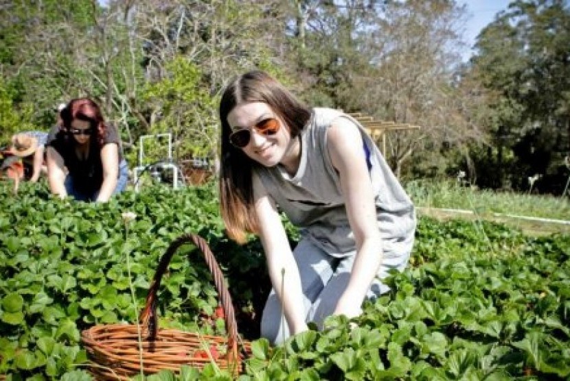 Alexandra Iijadica memetik strawberry di kawasan Dural, New South Wales.