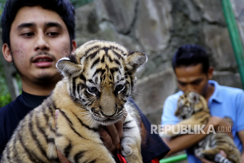 Anak harimau benggala di kebun Binatang Bandung, Jawa Barat.