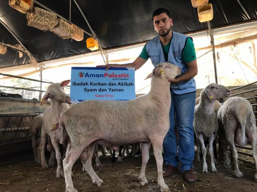 Aman Palestin (AP) berhasil menunaikan kegiatan kurban di sejumlah negara Islam, terutama Palestina dan Suriah. Total kegiatan Kurban Aman Palestin tahun ini mencakup 942 ekor sapi dan 1.593 ekor kambing kurban.  