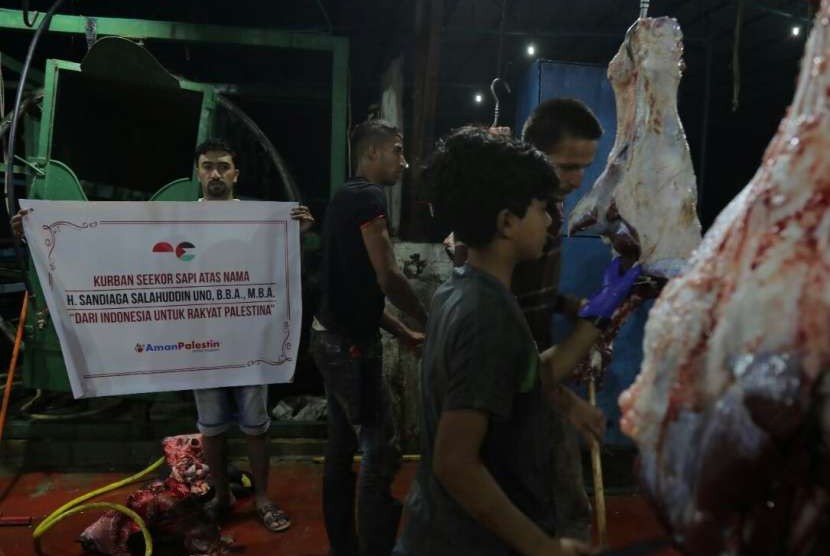  Aman Palestin Indonesia menyalurkan 357 ekor sapi dan 1.277 ekor kambing ke Palestina dan Suriah dalam kurban 1439 Hijriah.