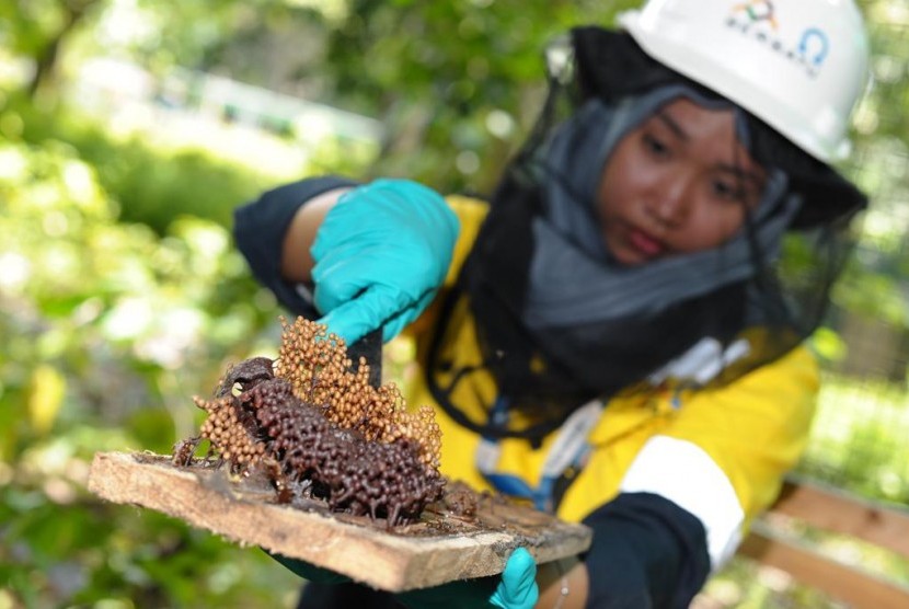 Amman Mineral mengembangkan budidaya madu dari lebah jenis Trigona SP di areal reklamasi bekas lahan tambang Batu Hijau, Kecamatan Sekongkang, Kabupaten Sumbawa Barat, Nusa Tenggara Barat (NTB).