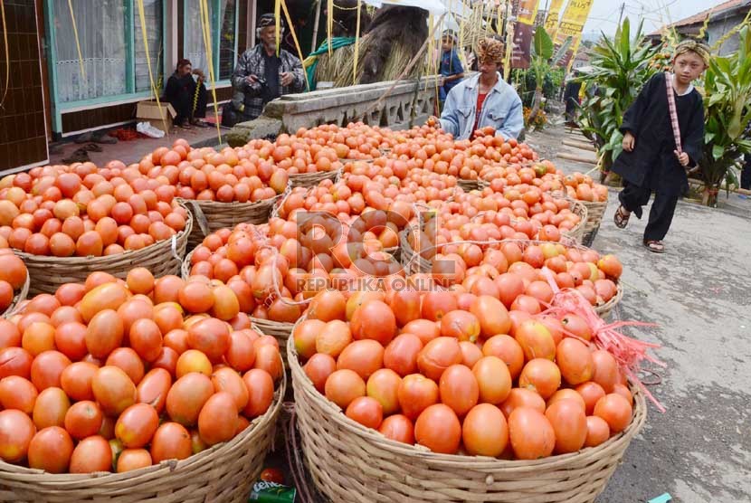  Amunisi berupa tomat sisa yang tidak layak jual pada acara 'Ngaruat Bumi dan Rempug Tarung Adu Tomat' di kampung Cikareumbi, Kabupaten Bandung Barat, Kamis (14/11).  (Republika/Edi Yusuf)