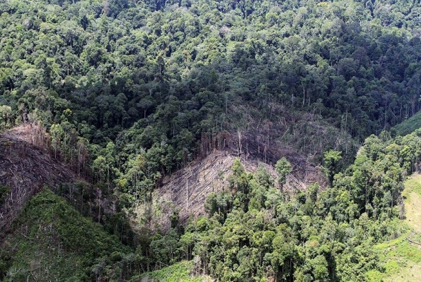 An aerial photo shows an area of illegal logging in forest buffers near National Park in Bukit Tigapuluh, Riau-Jambi. Illegal logging in the area has threatened its biodiversity and ecosystem. (file photo)