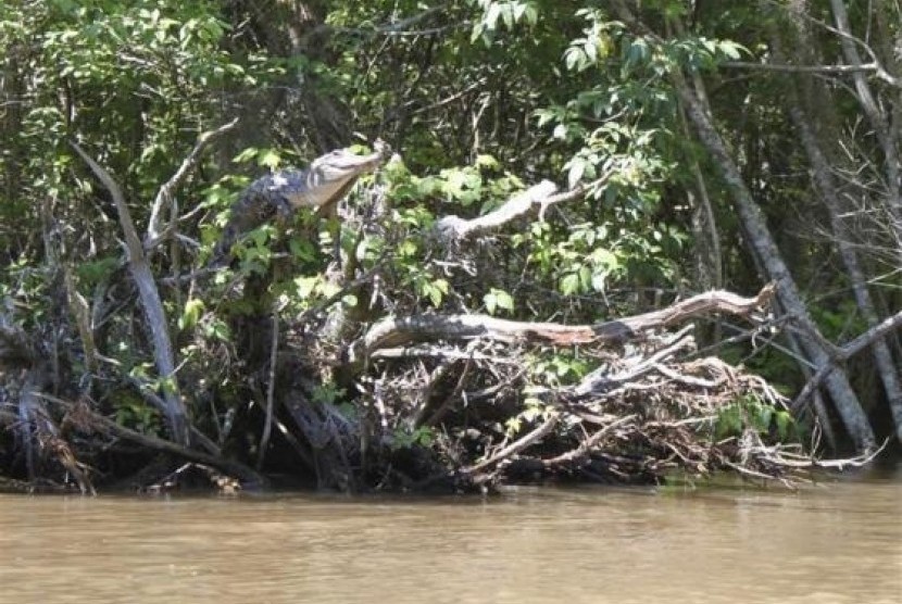 An American alligator perches on a tree branch in the Pearl River Delta, Mississippi, in this undated handout photo received on February 14, 2014.