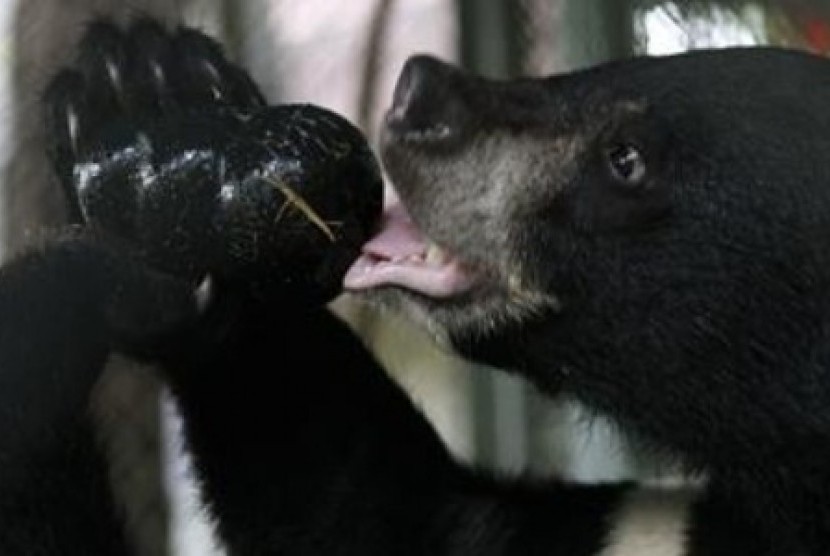 An Asiatic black bear