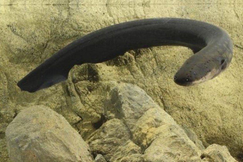 An electric eel (Electrophorus electricus) is pictured in this undated handout photo obtained by Reuters December 4, 2014. 