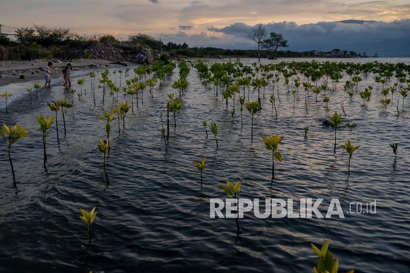 Penanaman mangrove. Pemerintah Provinsi Jawa Timur menargetkan luasan penanaman mangrove di wilayah itu pada tahun 2022 mencapai 1.280 hektare. 