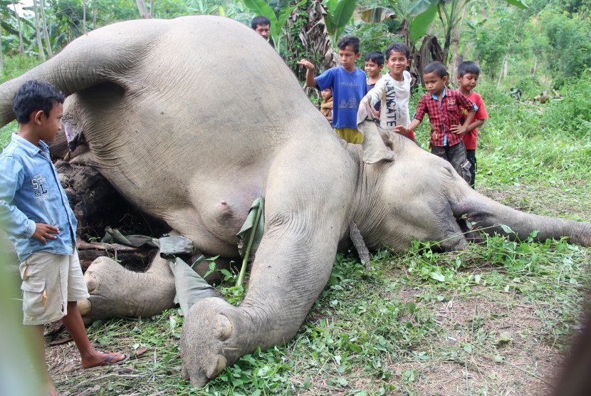 Gajah Sumatera (Elephas maximus sumatrensis) yang mati (ilustrasi)
