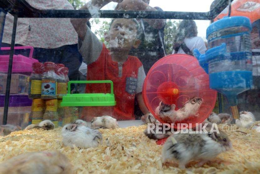 Anak-anak melihat hamster yang dipamerkan pada acara Flona 2018 di Lapangan Banteng, Jakarta. (ilustrasi)