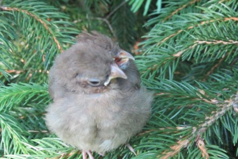 Anak Burung berkepala dua